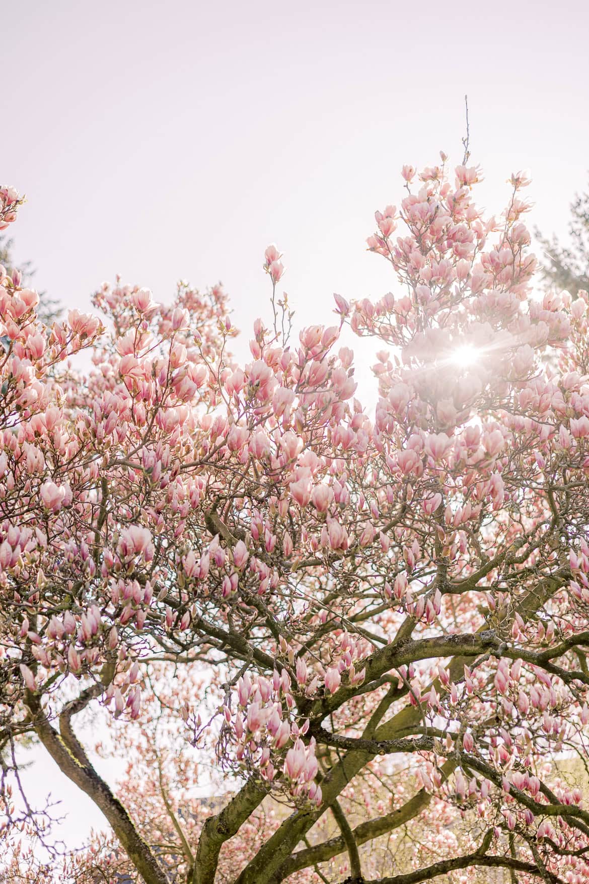 Blüten Mini Sessions 2025