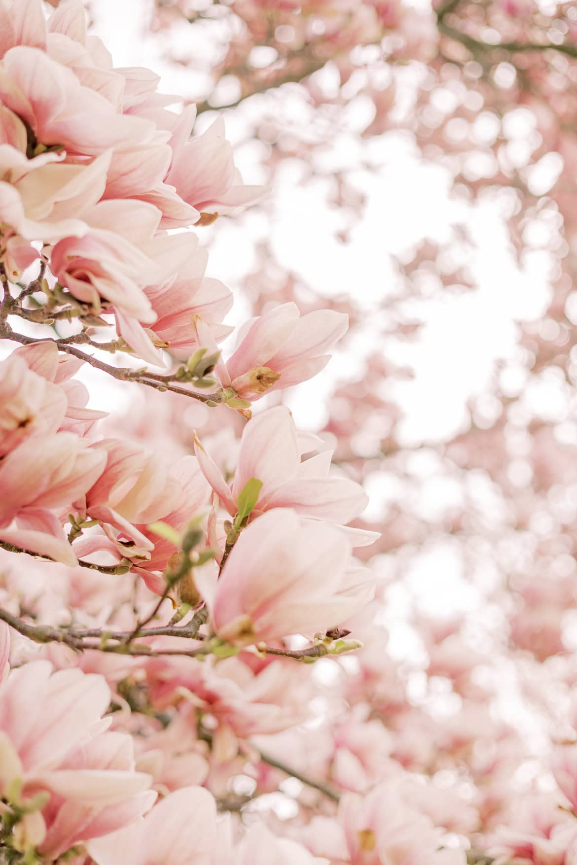 Blüten Mini Sessions 2025