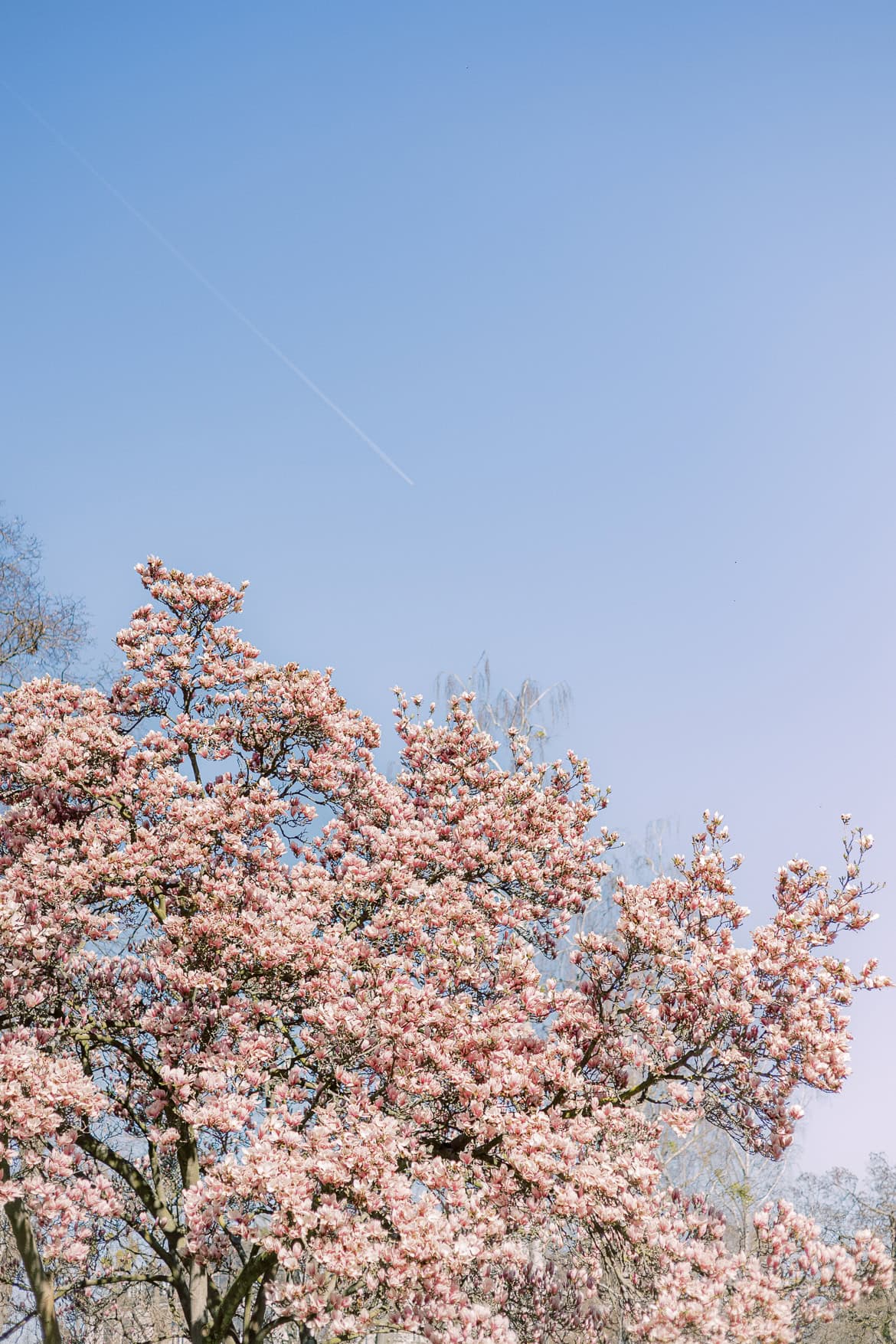 Blüten Mini Sessions 2025