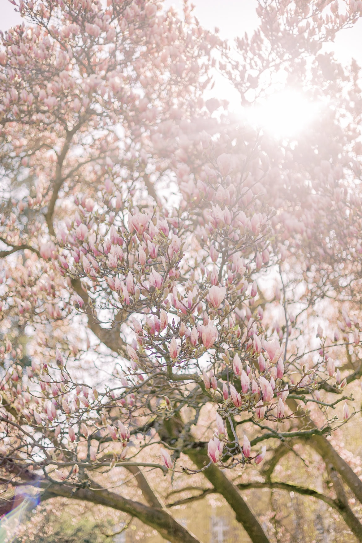 Blüten Mini Sessions 2025
