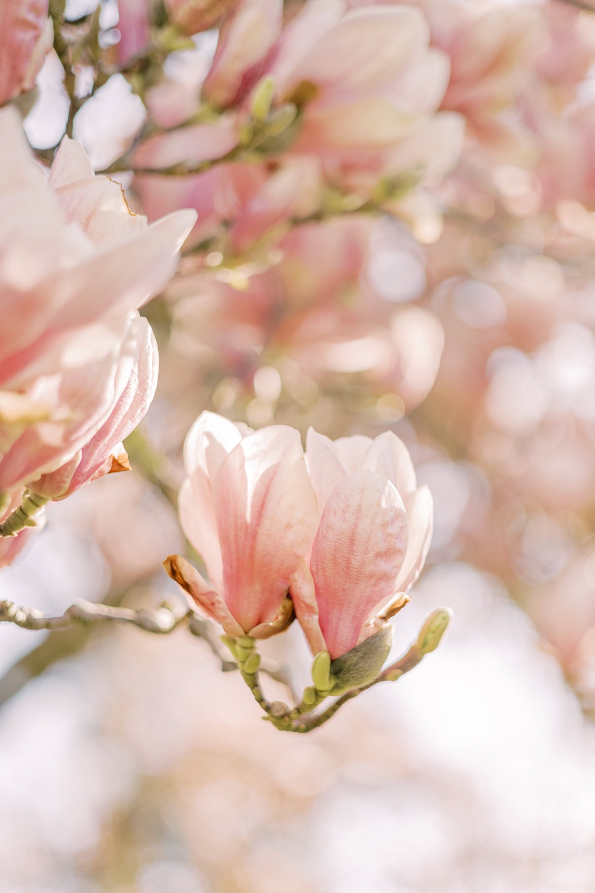 Blüten Mini Sessions 2025
