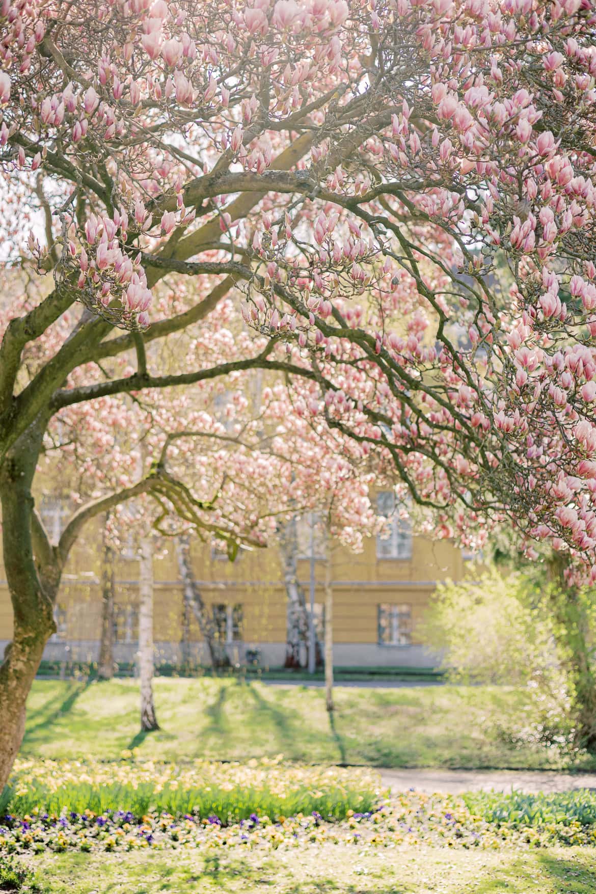 Blüten Mini Sessions 2025