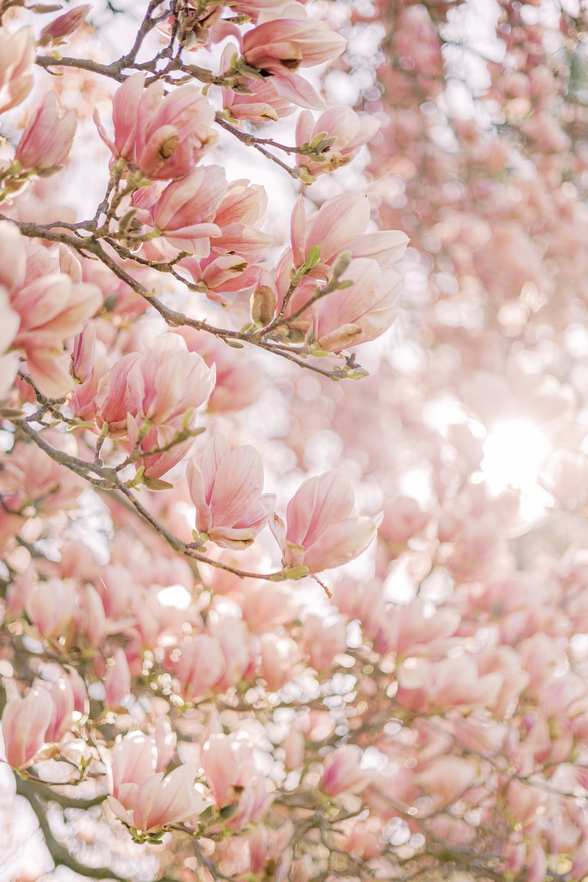 Blüten Mini Sessions 2025