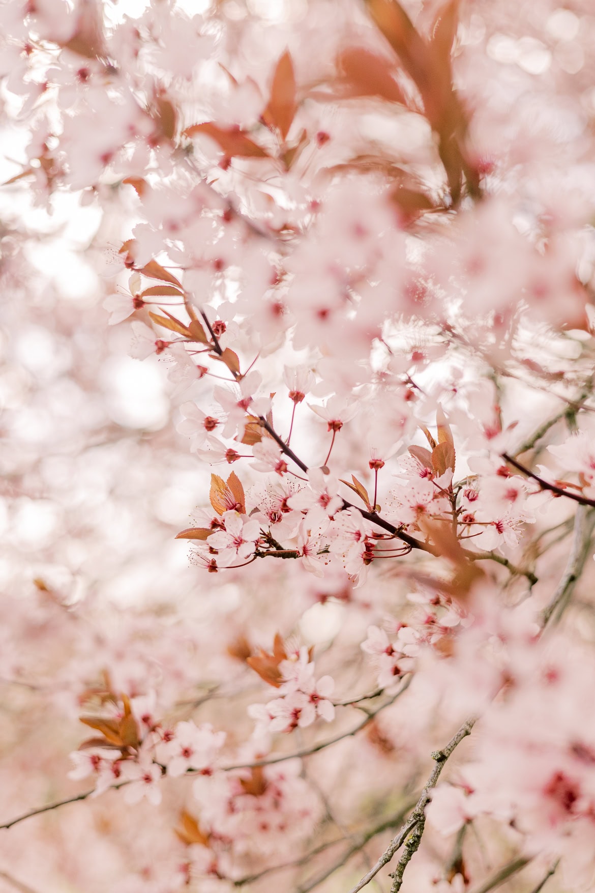 Blüten Mini Sessions 2025