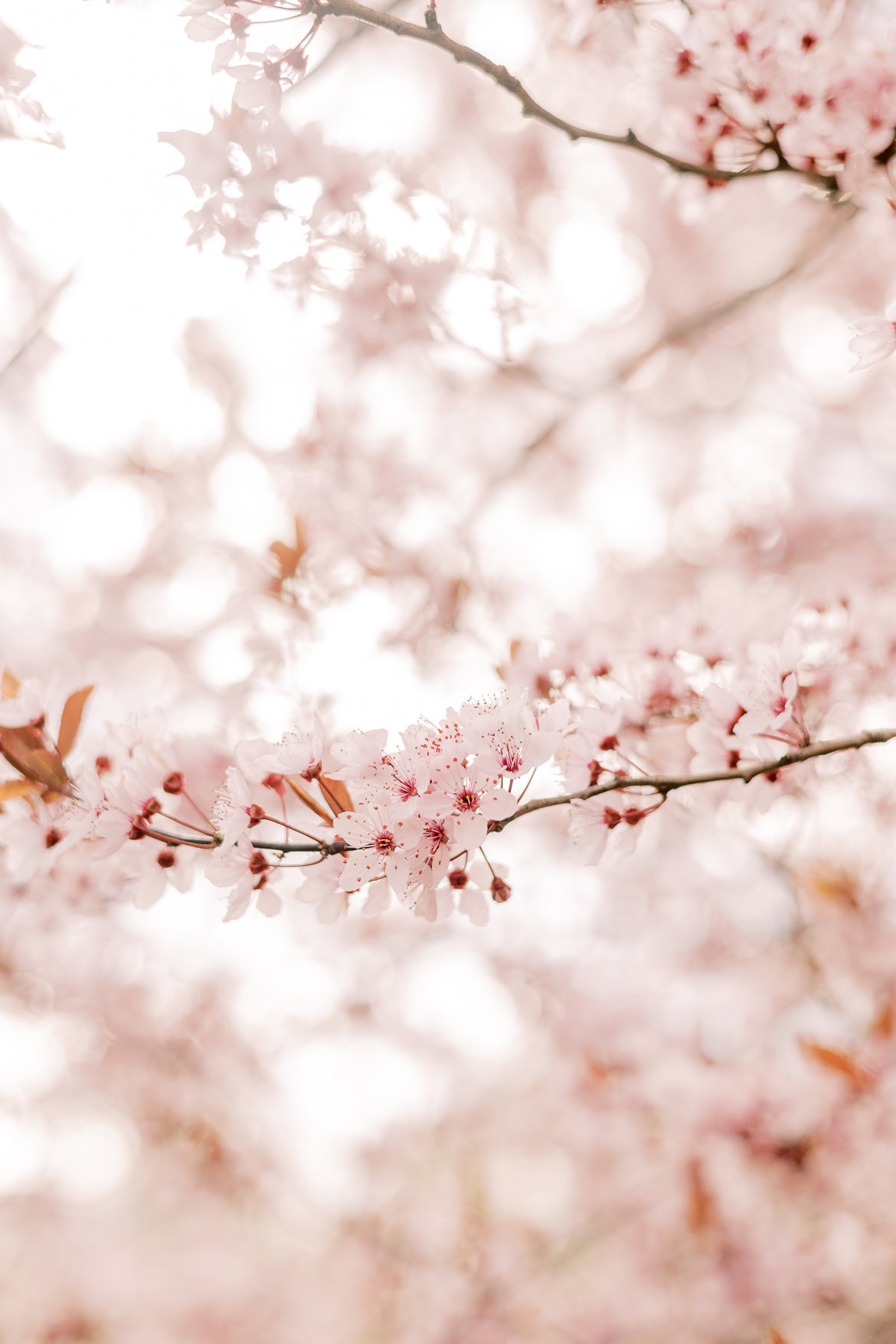 Blüten Mini Sessions 2025