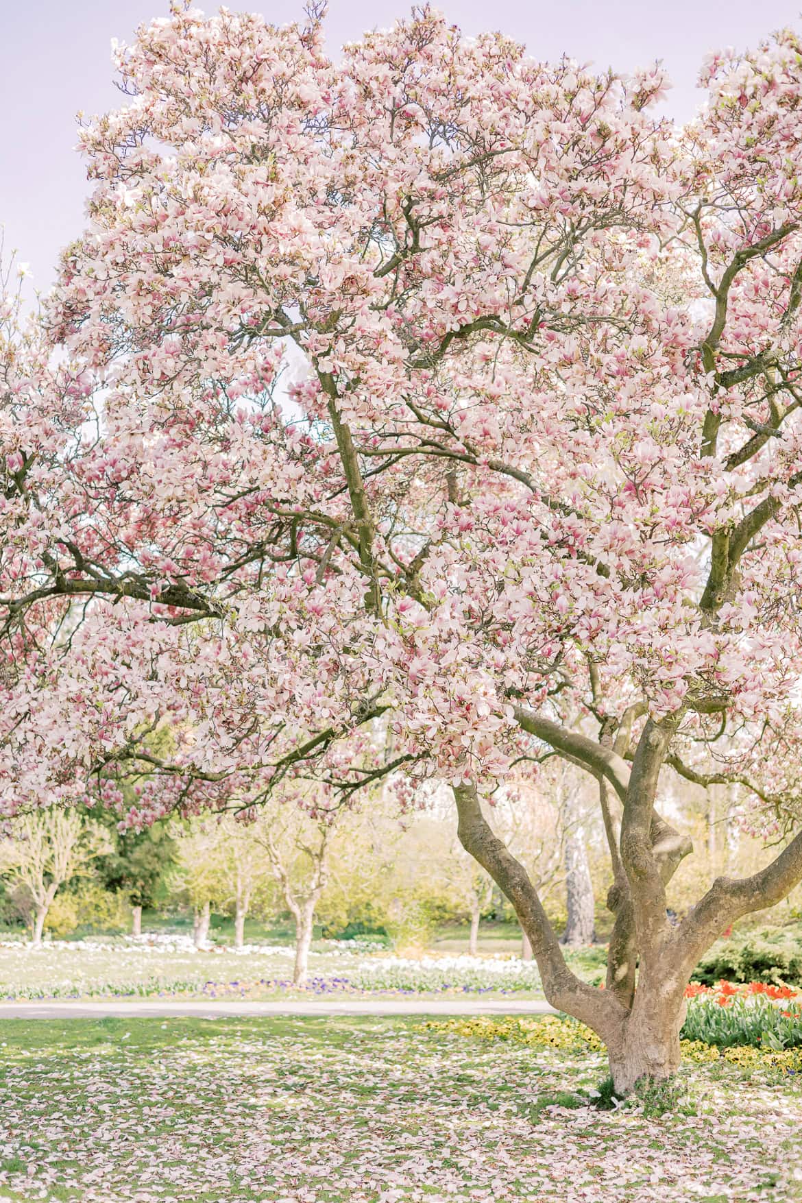 Blüten Mini Sessions 2025