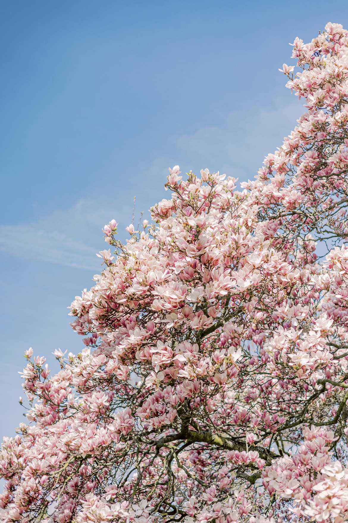 Blüten Mini Sessions 2025