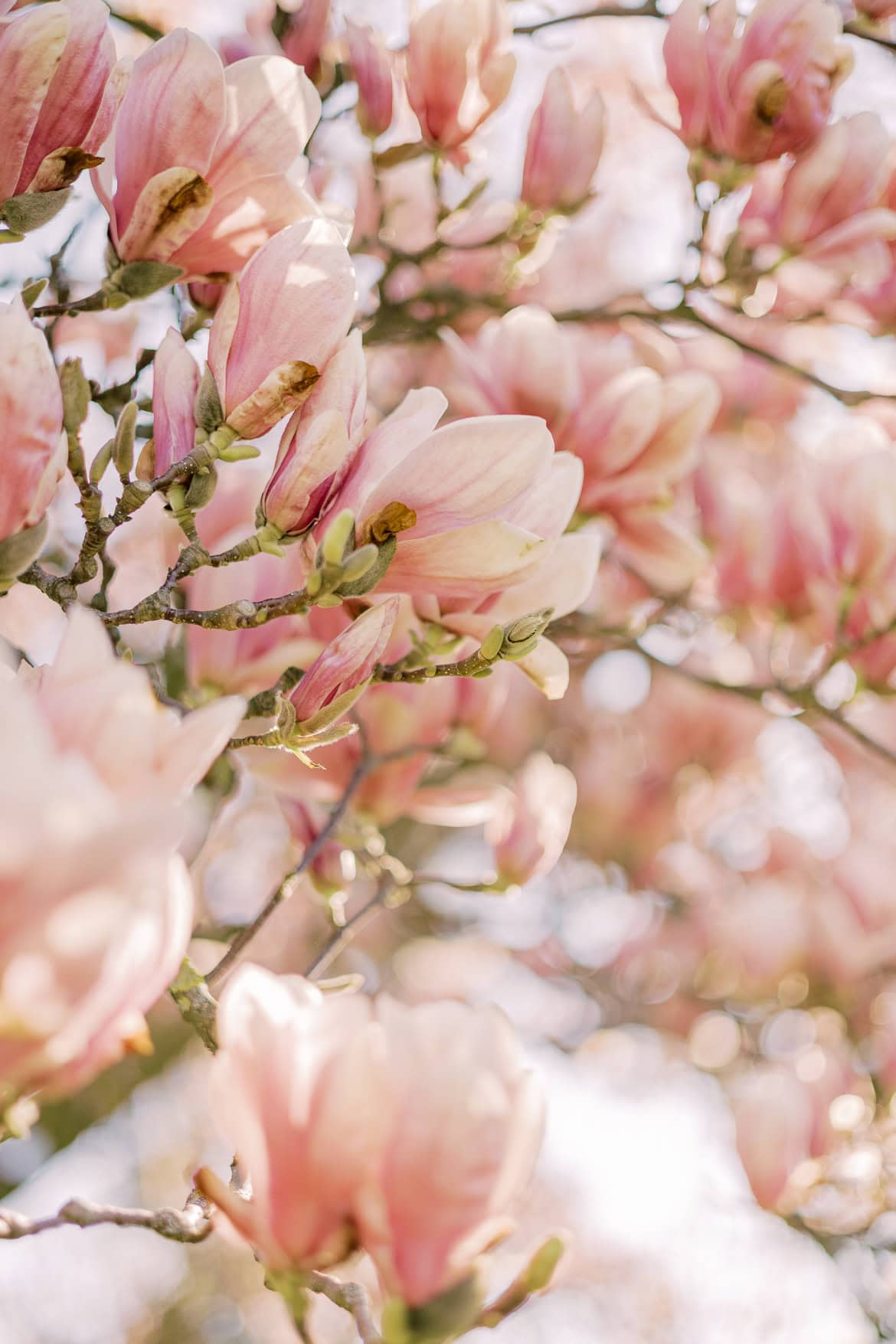 Blüten Mini Sessions 2025