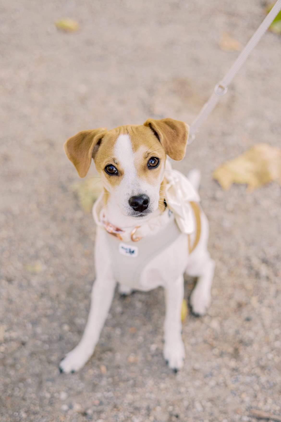 Standesamt Trauung im Herbst in Schöneberg