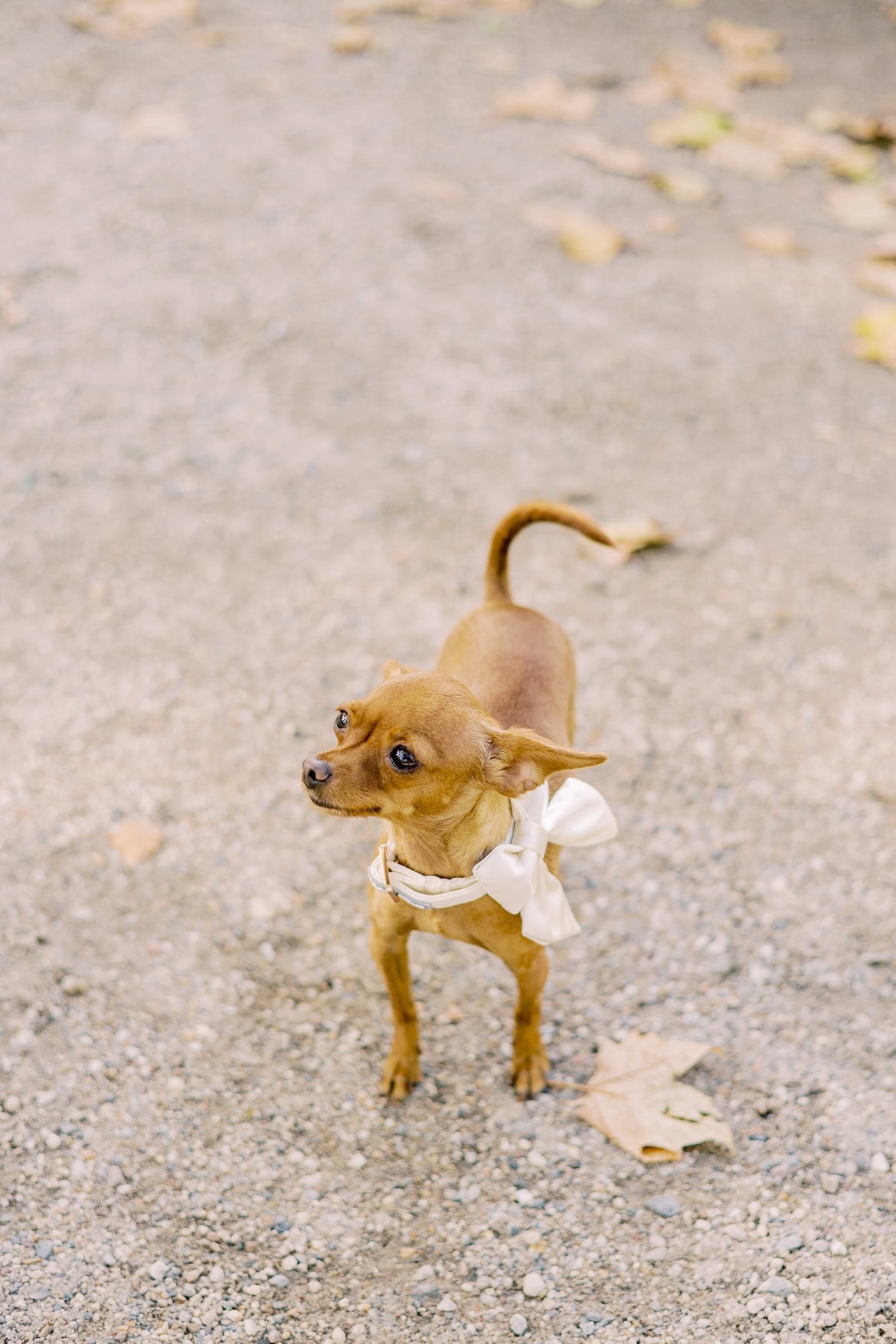 Standesamt Trauung im Herbst in Schöneberg