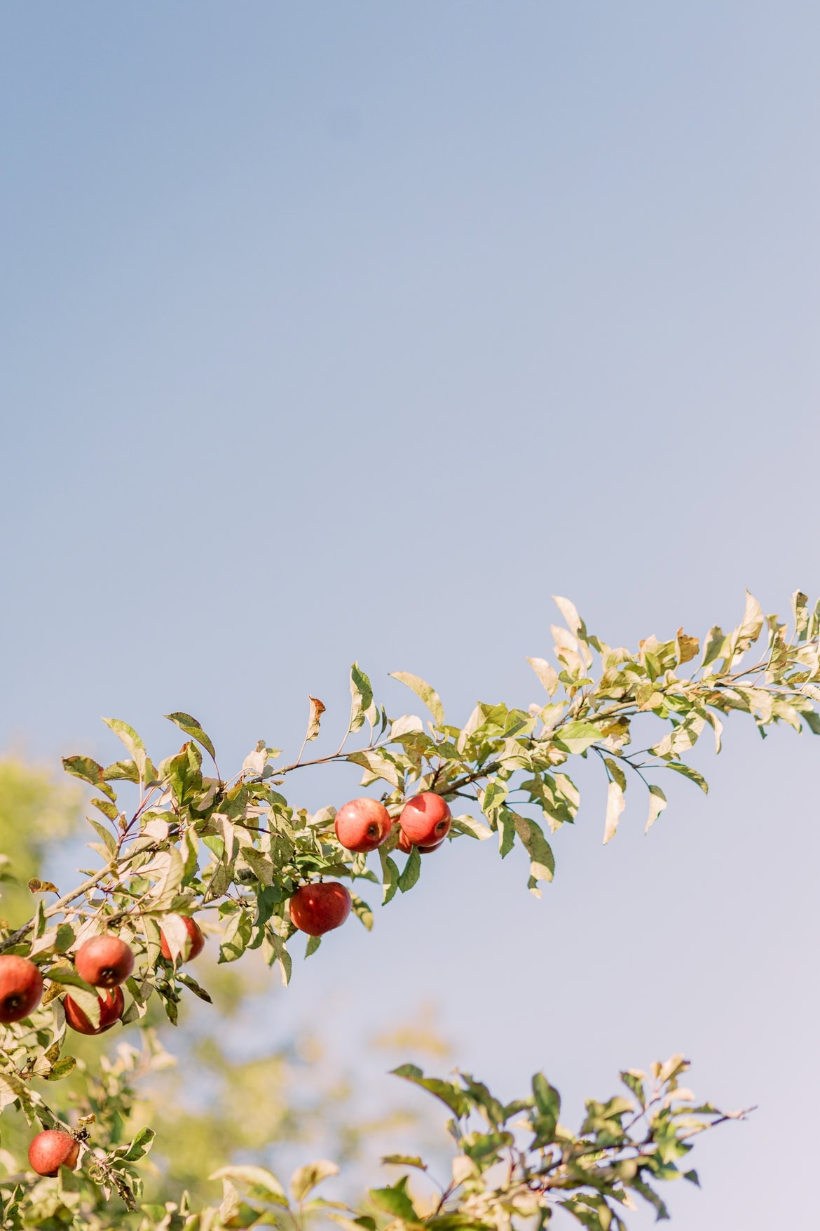 Kirchliche Trauung in München mit Feier in der "Alten Gärtnerei"