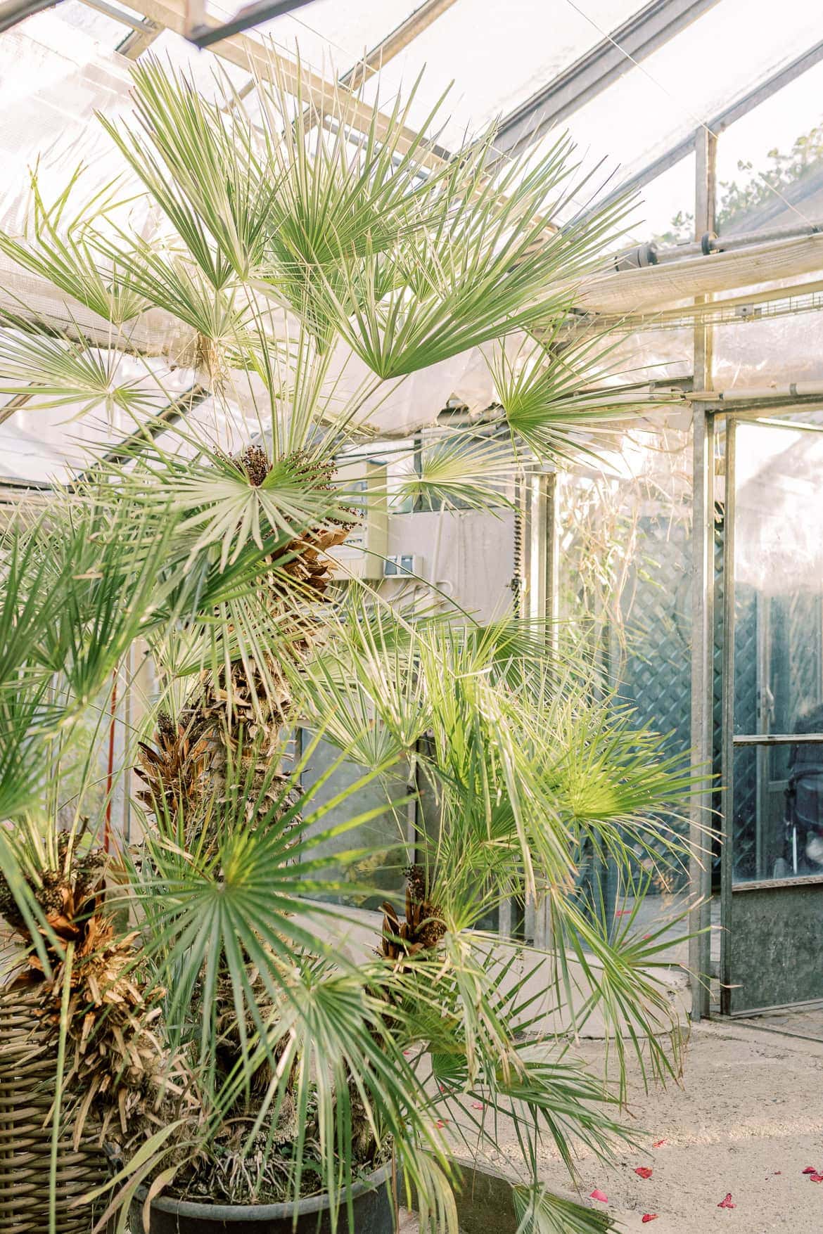 Kirchliche Trauung in München mit Feier in der "Alten Gärtnerei"