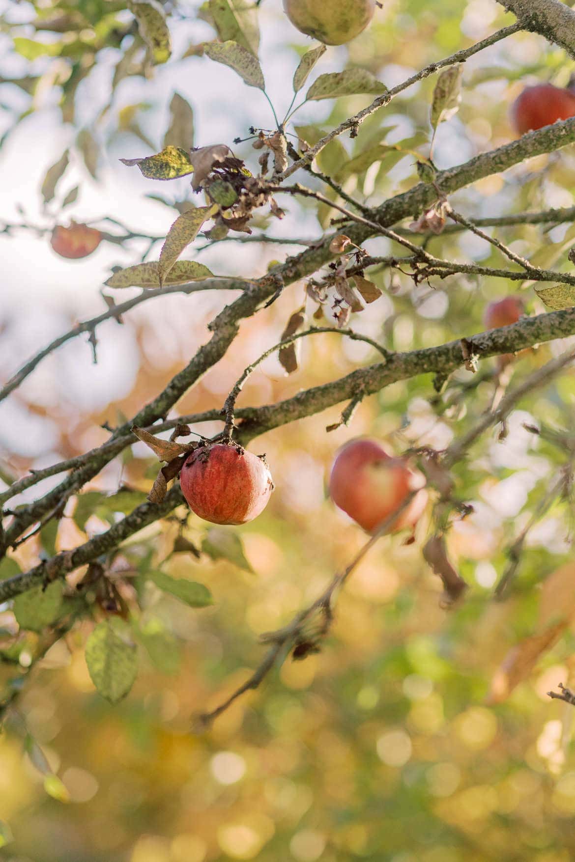 Kirchliche Trauung in München mit Feier in der "Alten Gärtnerei"