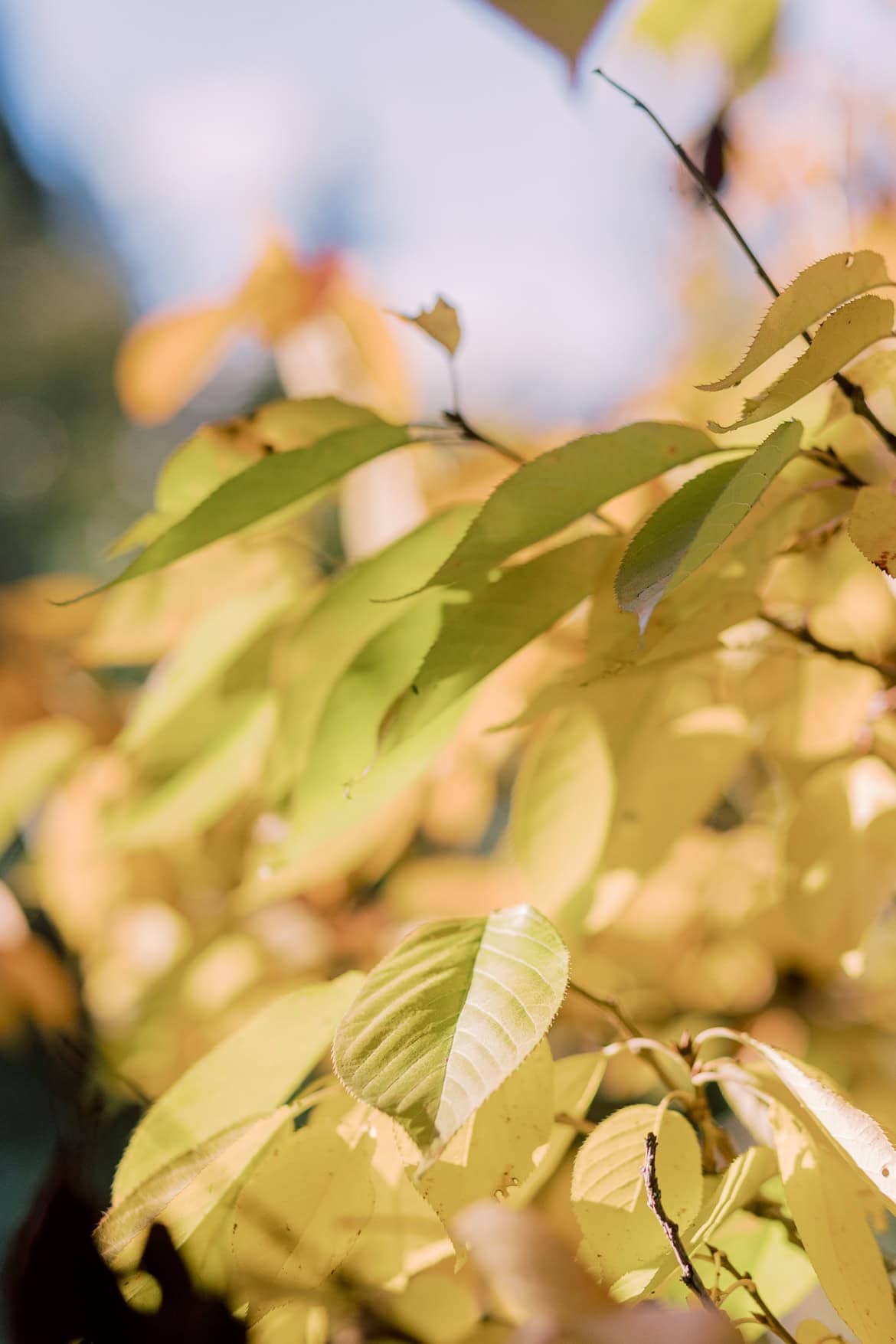 Kirchliche Trauung in München mit Feier in der "Alten Gärtnerei"